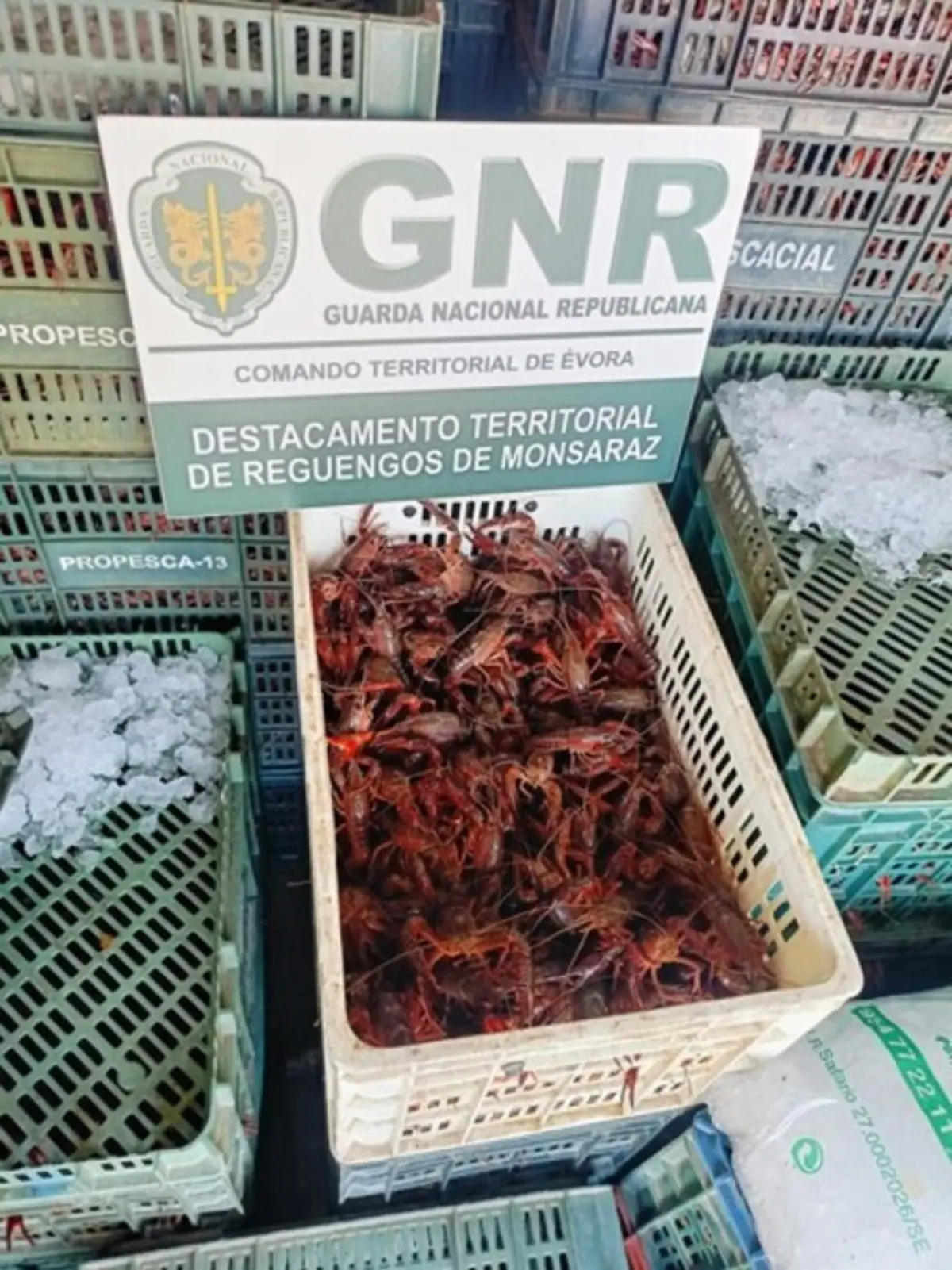 Militares do SEPNA apreenderam mais de uma tonelada de lagostim