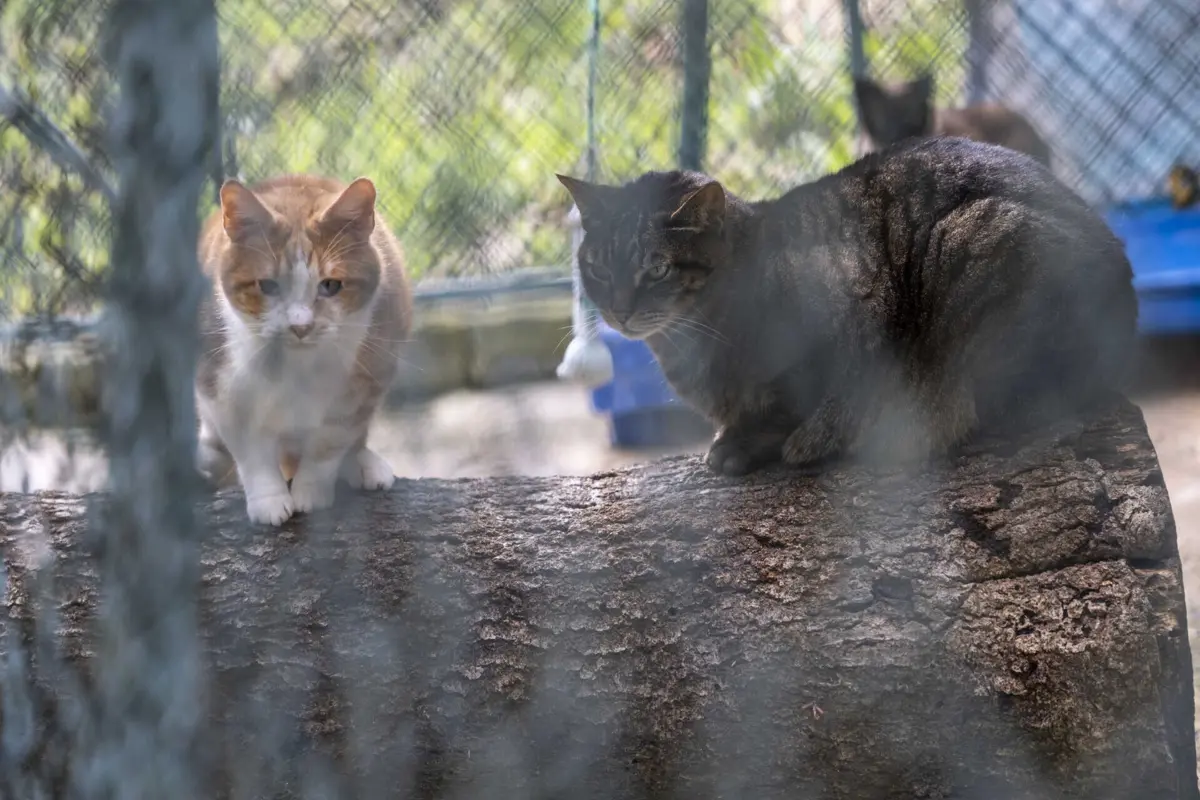 Estas medidas de apoio implicam um custo de cerca de três mil euros ao município