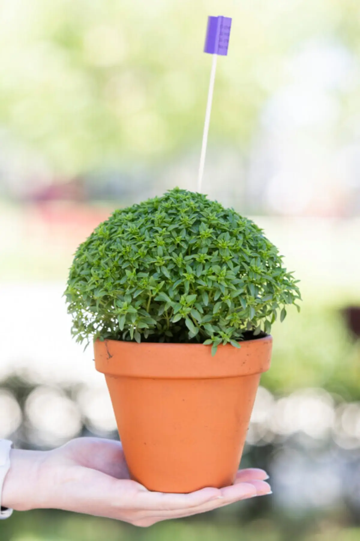 Imagem de contexto do artigo A melhor forma de “lidar” com o rei da festa