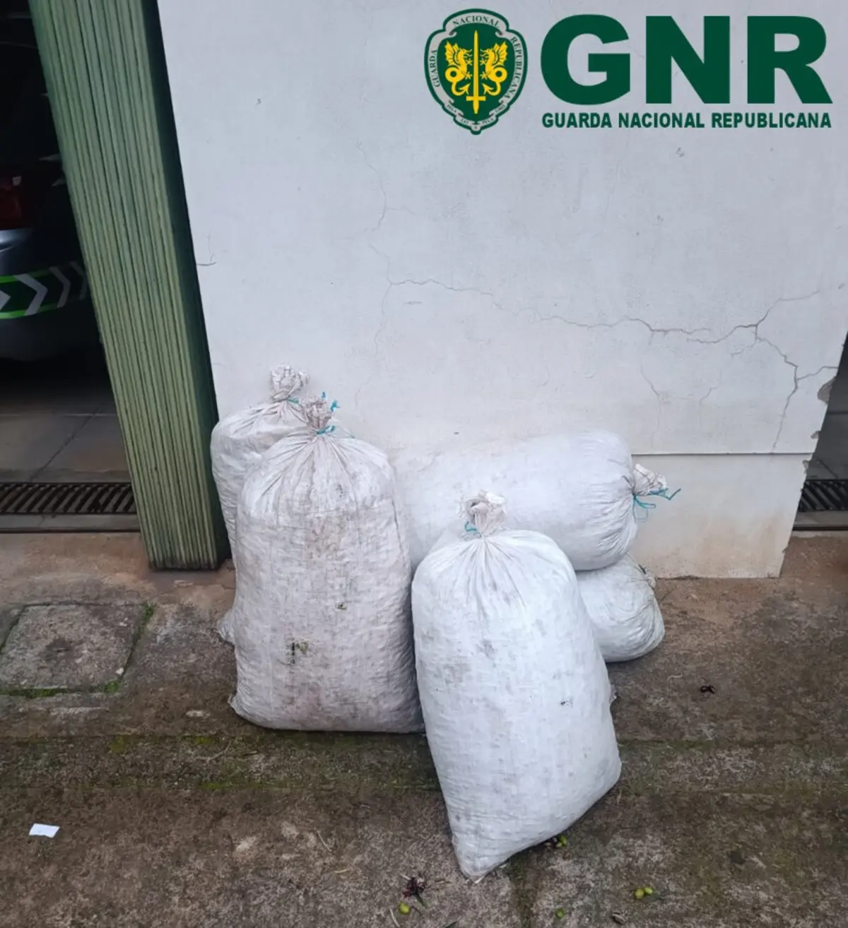 Foram apreendidos 200 quilos de azeitona, entretanto devolvidos ao legítimo proprietário