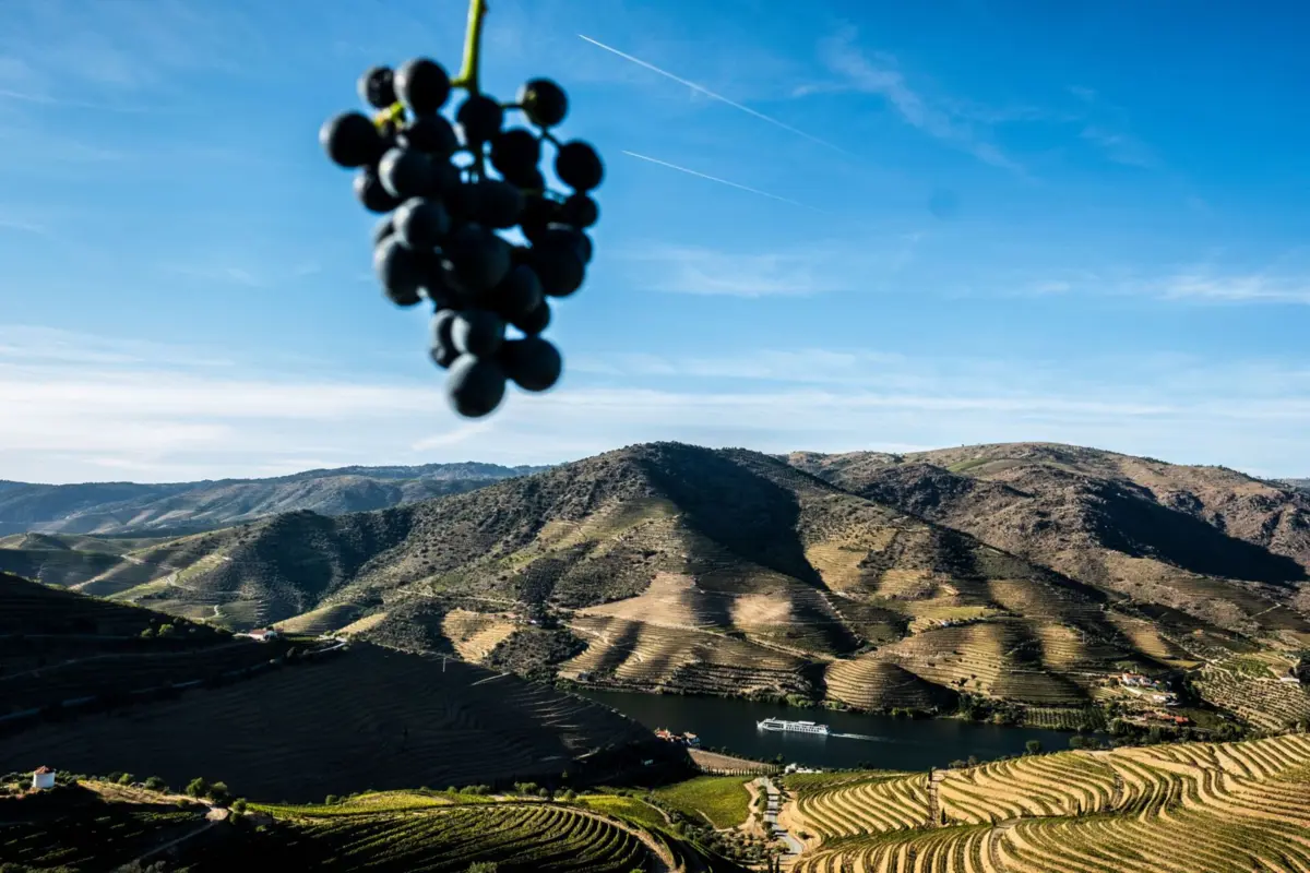 Os produtores ouvidos pelo JN não deixam dúvidas de que, globalmente, este é um ano mau