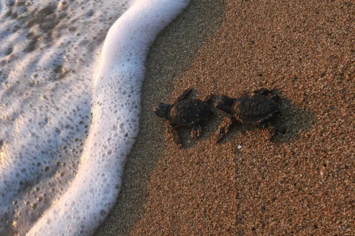 Várias ilhas de Cabo Verde recebem tartarugas marinhas