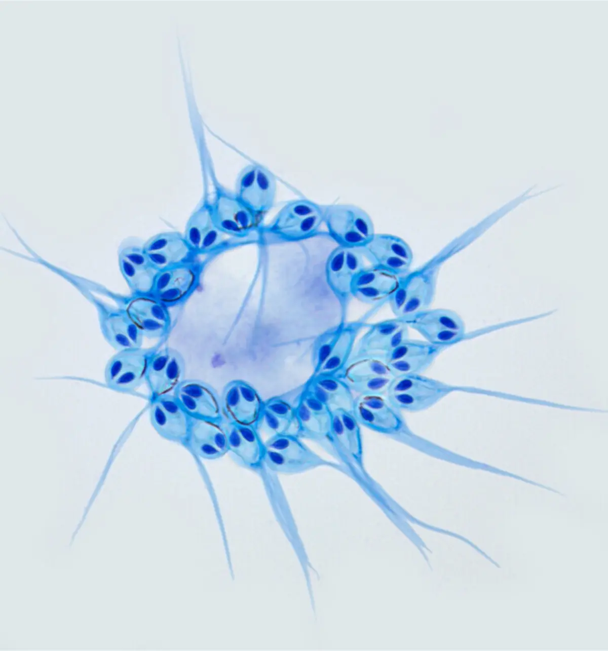 Imagem de contexto do artigo Descoberto animal que consegue viver sem oxigénio