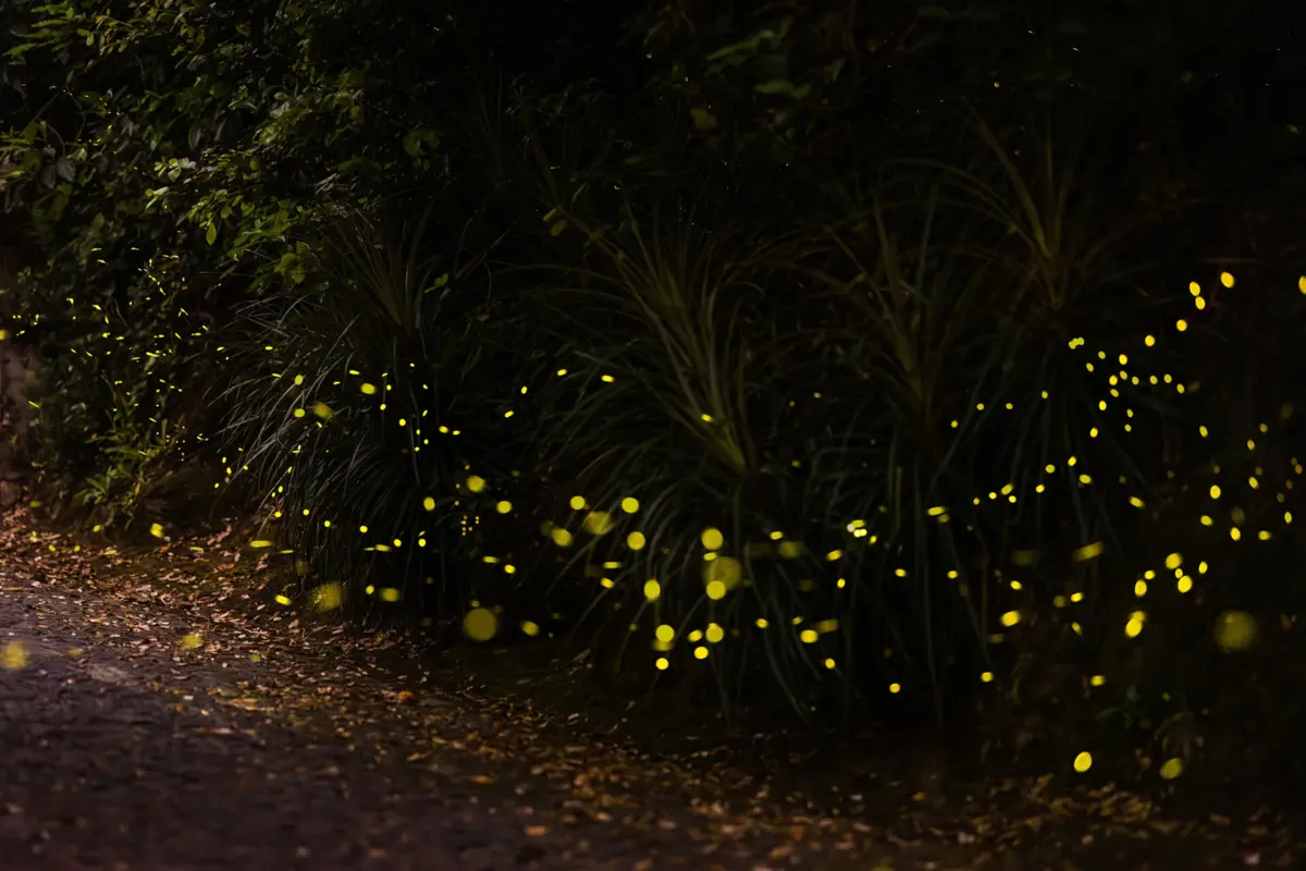 Visita “Pirilampos e outra fauna noturna” realiza-se na Tapada de Monserrate