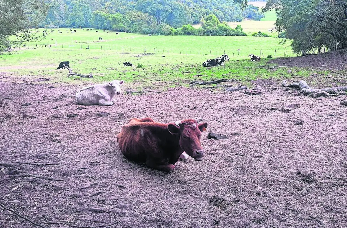 No santuário, estão cerca de 400 animais, sobretudo herbívoros de grande porte