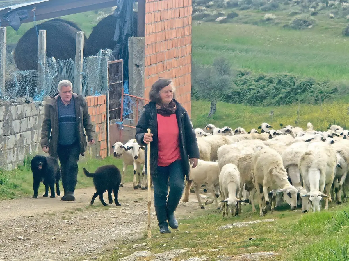 César Brás e a mulher, Isaura Rodrigues, cuidam de rebanho com 300 cabeças