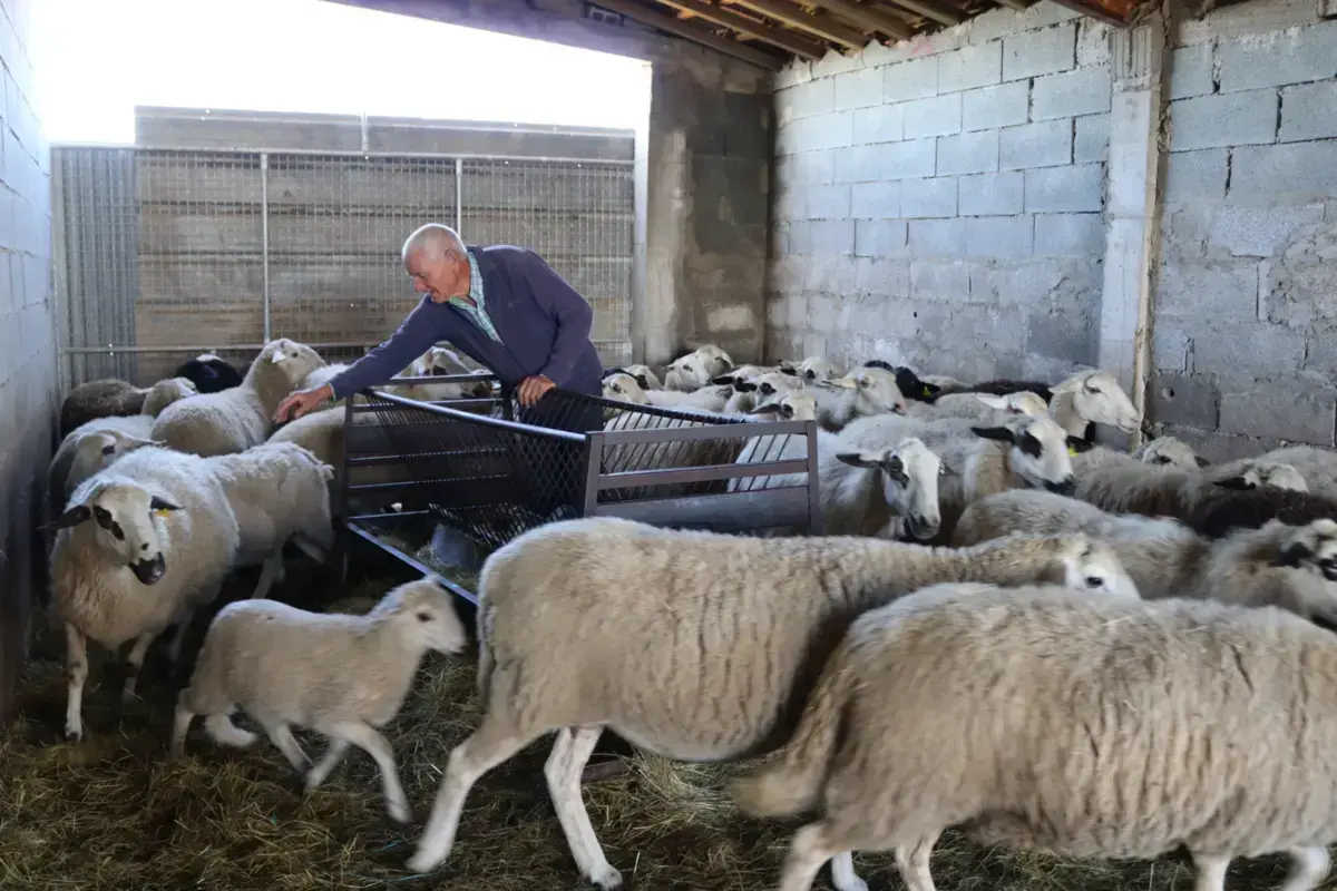 Governo quer criar fileira e promover a produção de carne com apoio para os pastores