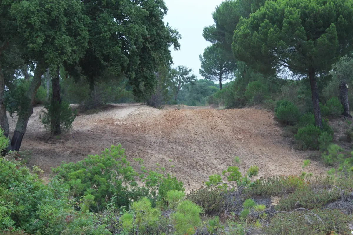Acidente foi comunicado à Força Aérea pela empresa de gestão florestal