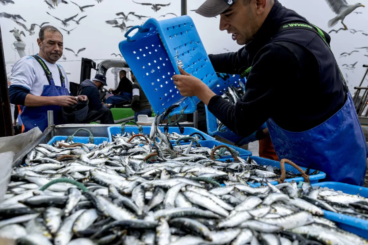 Frota da sardinha volta ao mar, depois de quatro meses e meio parada