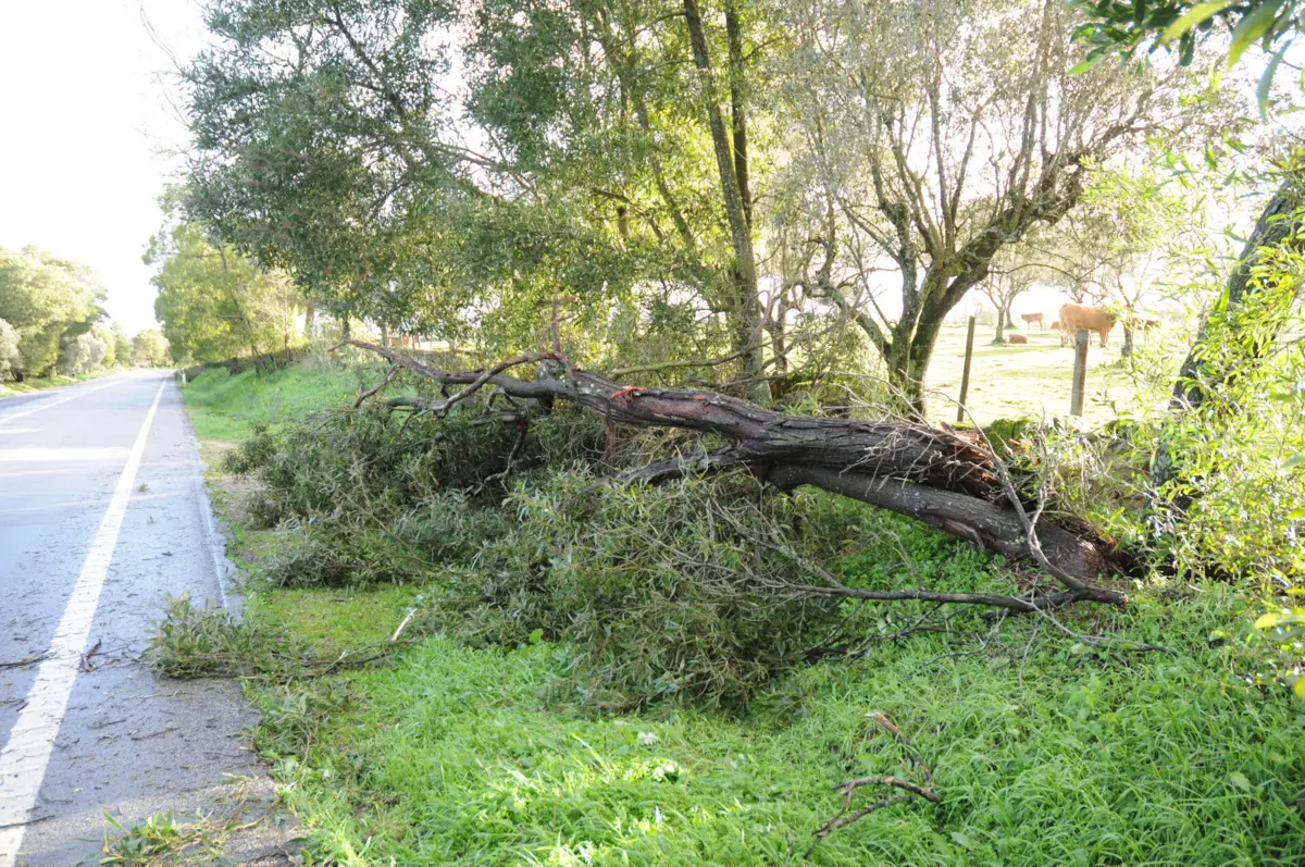 Fenómeno de ventos fortes em Portalegre causou quedas de árvores e postes
