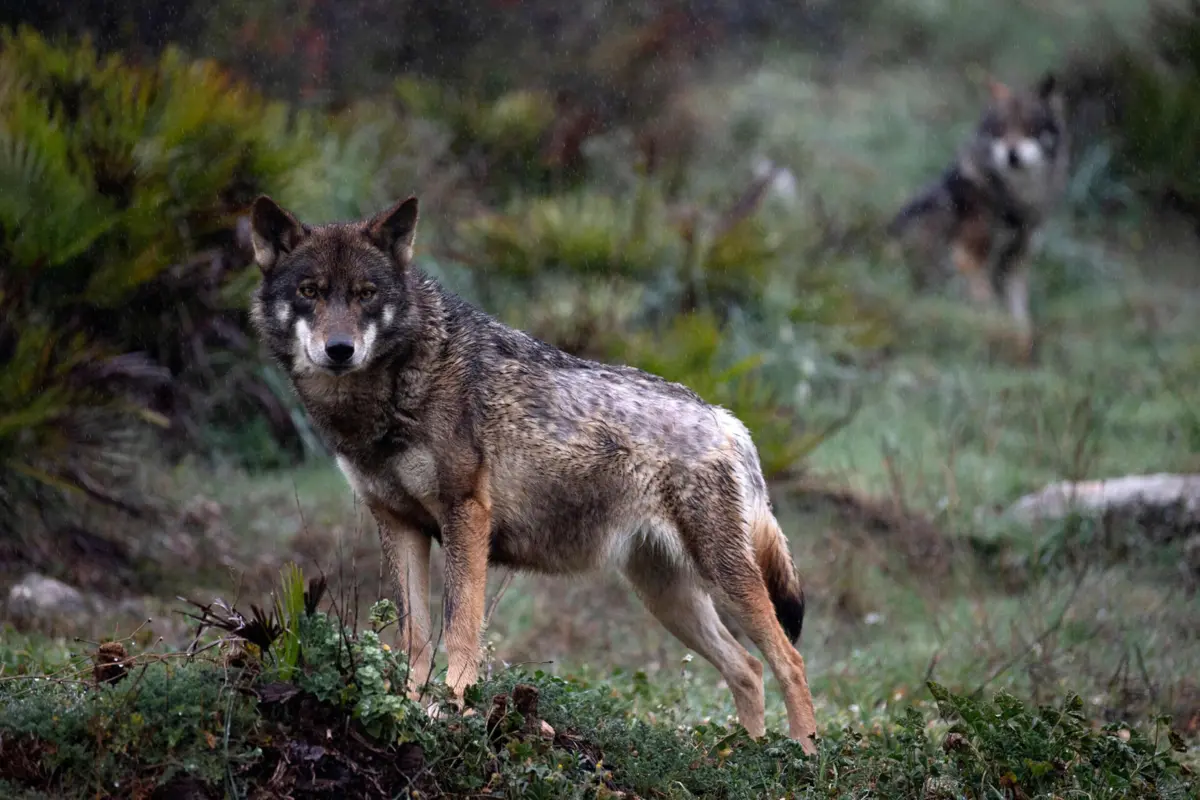 Novo estatuto do lobo permite controlo da população através da caça