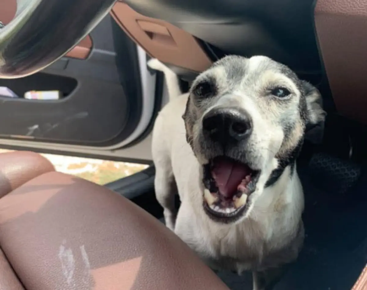 Mais um caso de sucesso: Óscar reencontrou-se com os donos