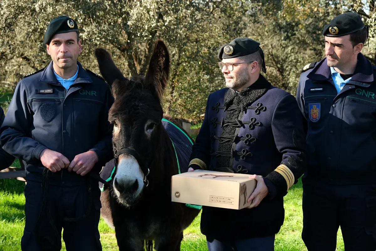 Em cerca de 20 anos, já foram apadrinhados mais de três mil burros a cargo da Associação para o Estudo e Proteção do Gado Asinino