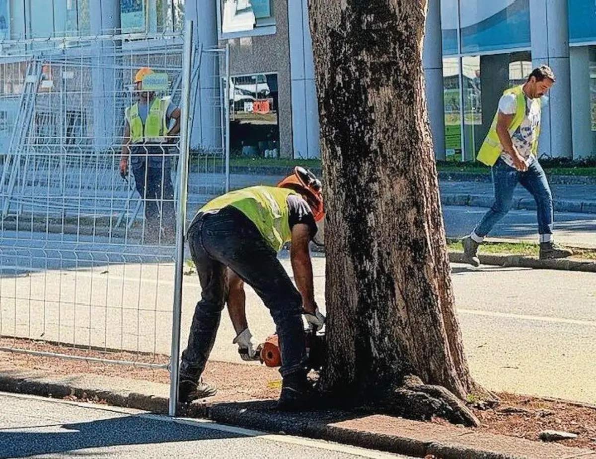 Abate de árvores na avenida motivou críticas