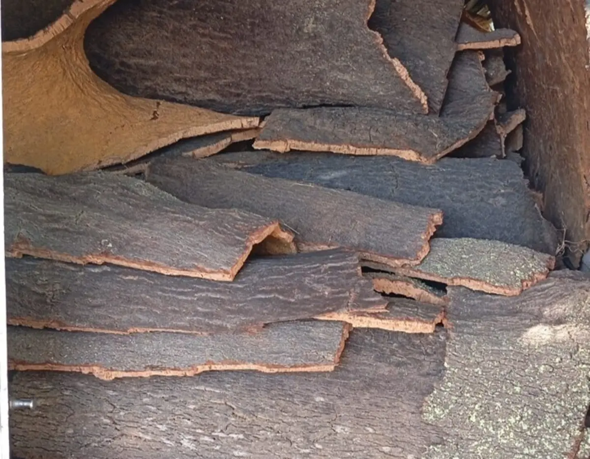 GNR recuperou 450 quilos de cortiça furtada