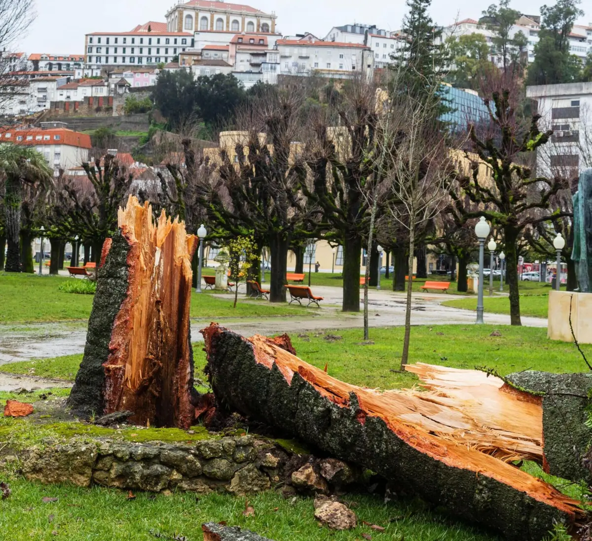 Árvores derrubadas no Parque da Cidade Manuel Braga, nas margens do rio Mondego. Proteção Civil contabiliza mais de 4500 quedas de árvores devido à depressão Kristin