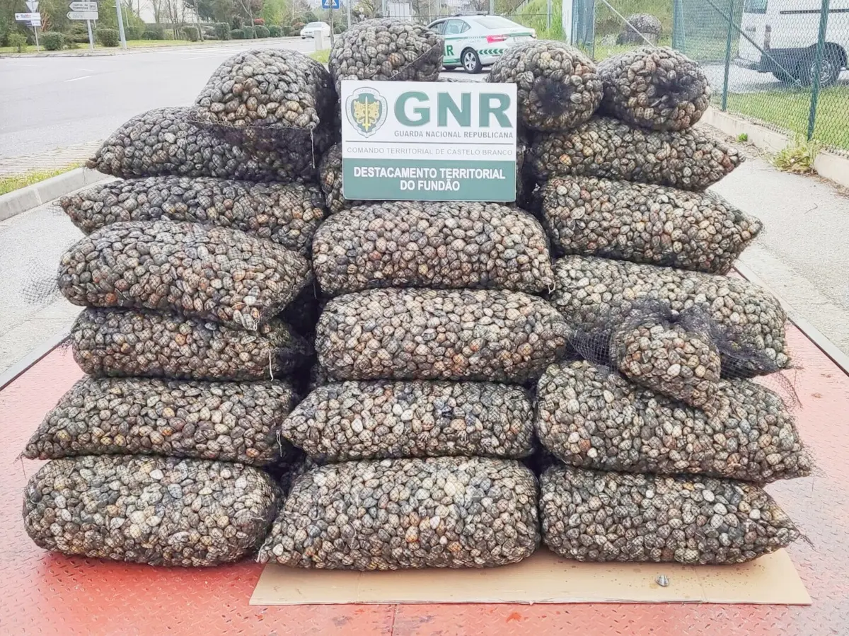 GNR apreendeu 1 640 quilos de amêijoa-japonesa em situação irregular