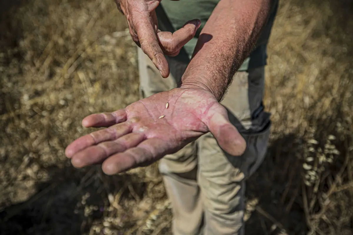Imagem de contexto do artigo Portugal com pior campanha de sempre nos cereais em 2022 devido à seca e calor