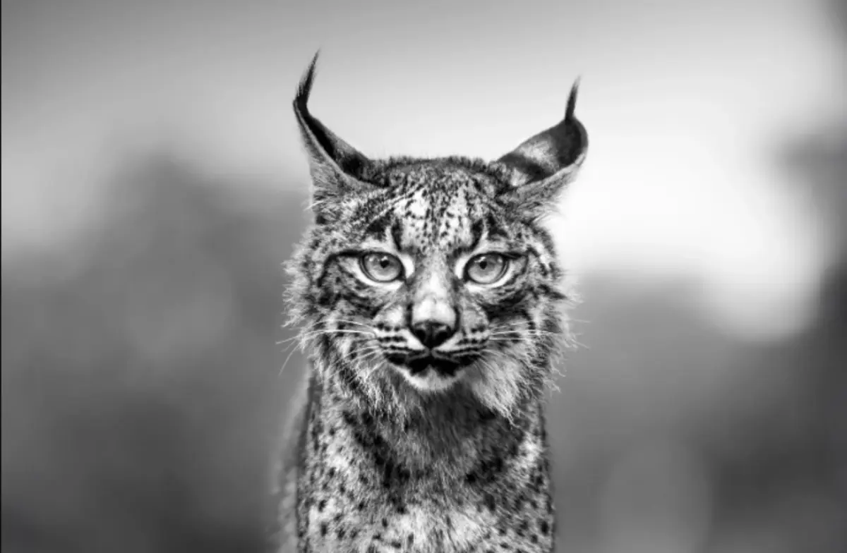 Lince-ibérico do fotógrafo António Coelho