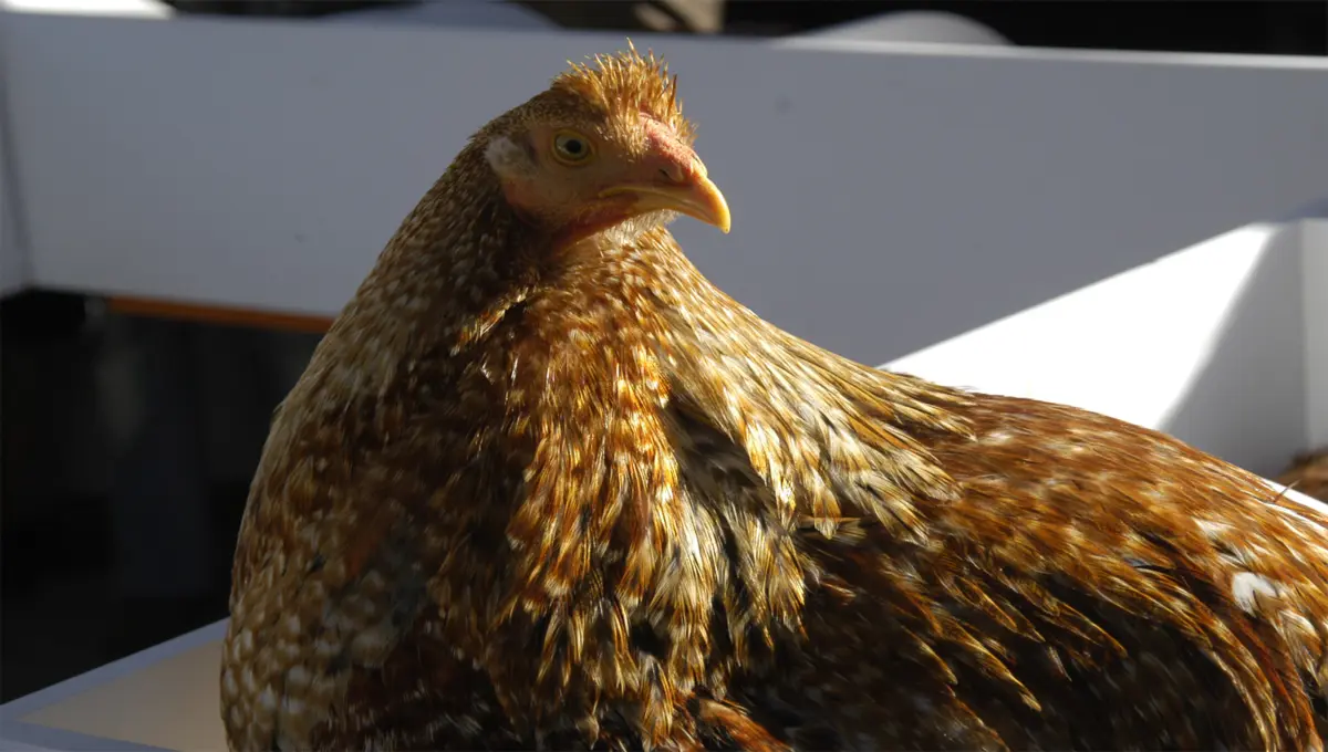 O Capão é um dos ícones de Paços de Ferreira