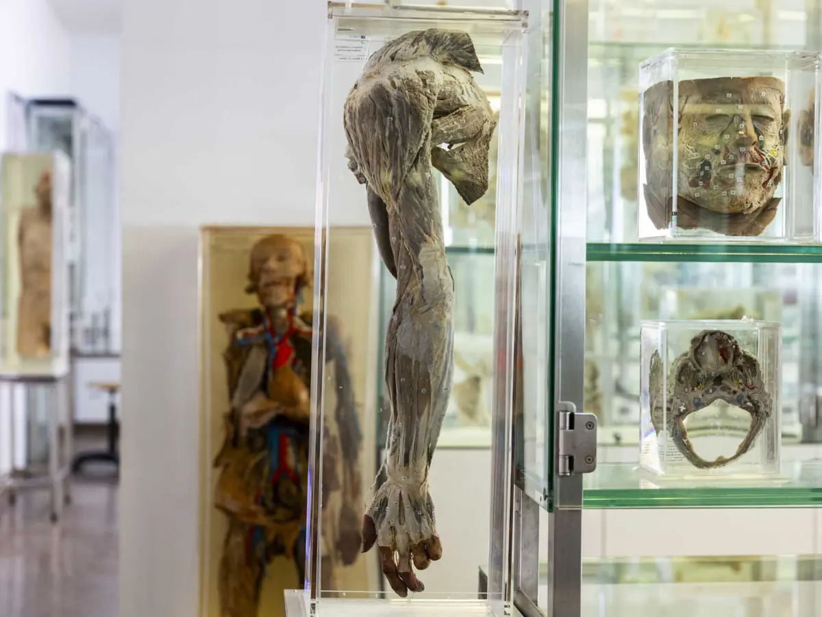 Imagem de contexto do artigo Milhares de portugueses querem doar o corpo à ciência