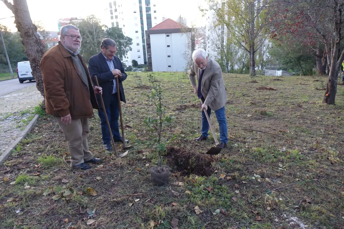 Câmara Municipal de Coimbra quer plantar 2540 novas árvores e criar um novo bosque