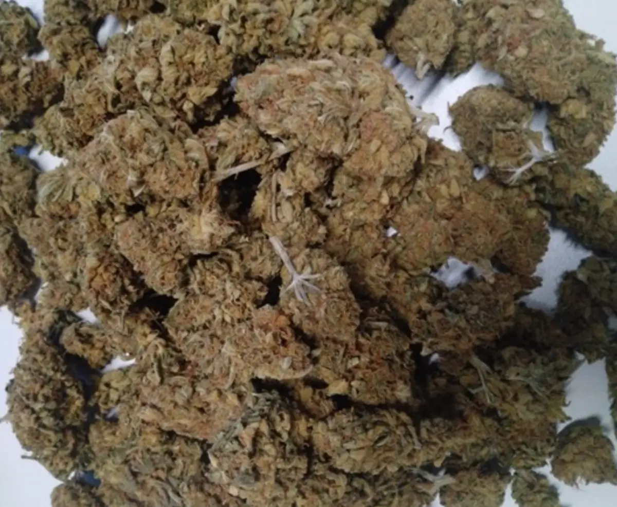 PJ deteve casal que vendia drogas na Internet