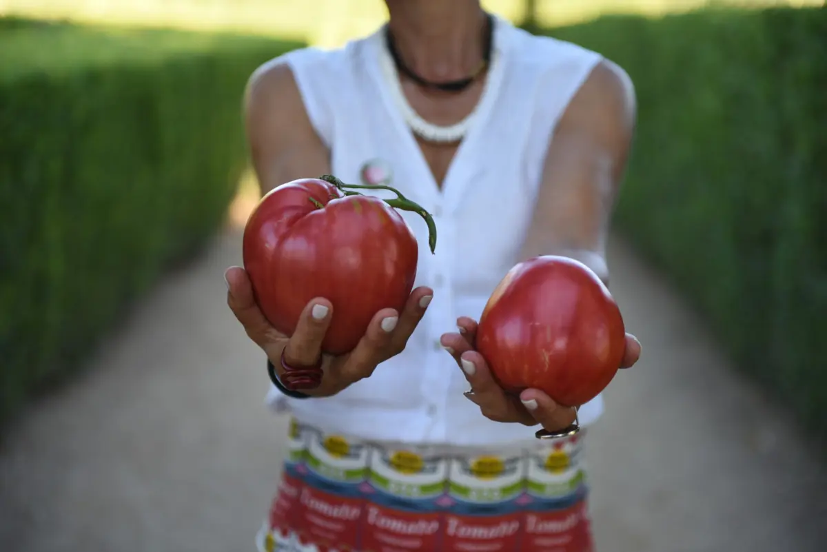 O tomate coração de boi do Douro