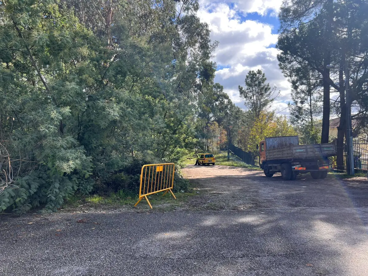 Imagem de contexto do artigo Homem morre em Viseu atingido por árvore