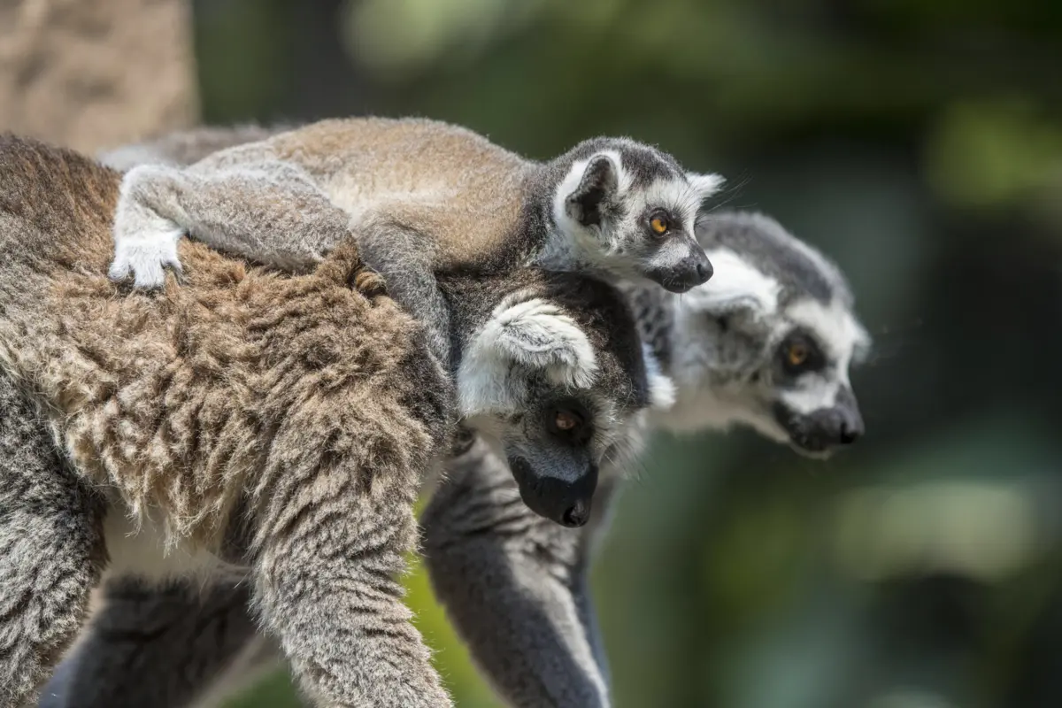 Animais foram resgatados