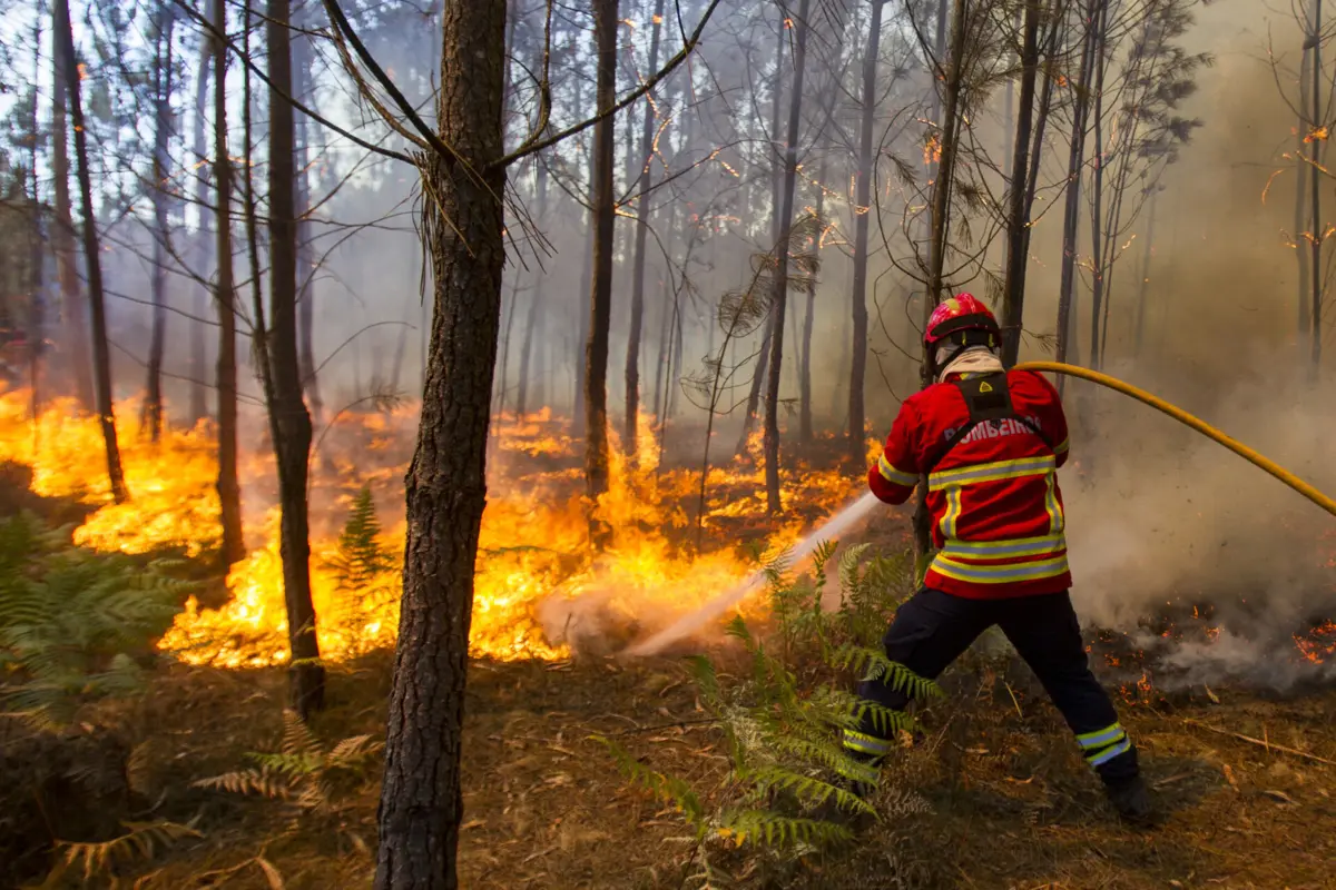 Imagem de contexto do artigo Fogo posto é a principal causa de incêndios: mais de 100 detidos este ano
