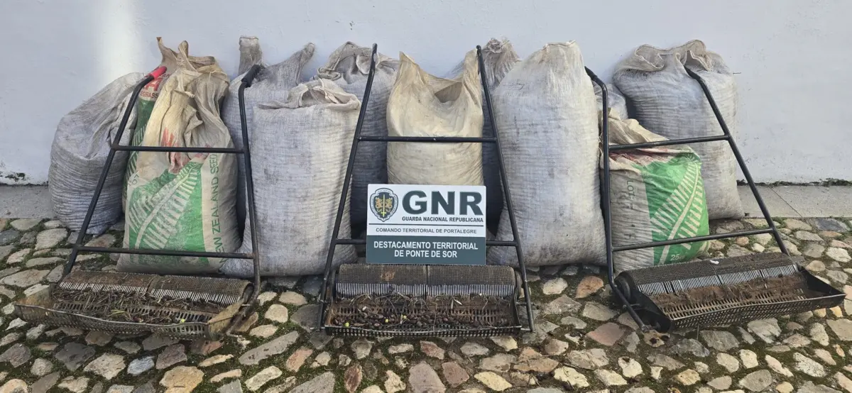 GNR apreendeu mais de 500 quilos de azeitona e deteve quatro pessoas, em Avis.