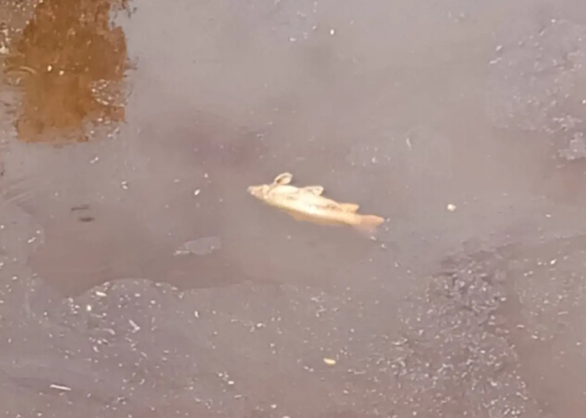 Imagem divulgada pelo Clube Amadores de Caça e Pesca Desportiva do Crato