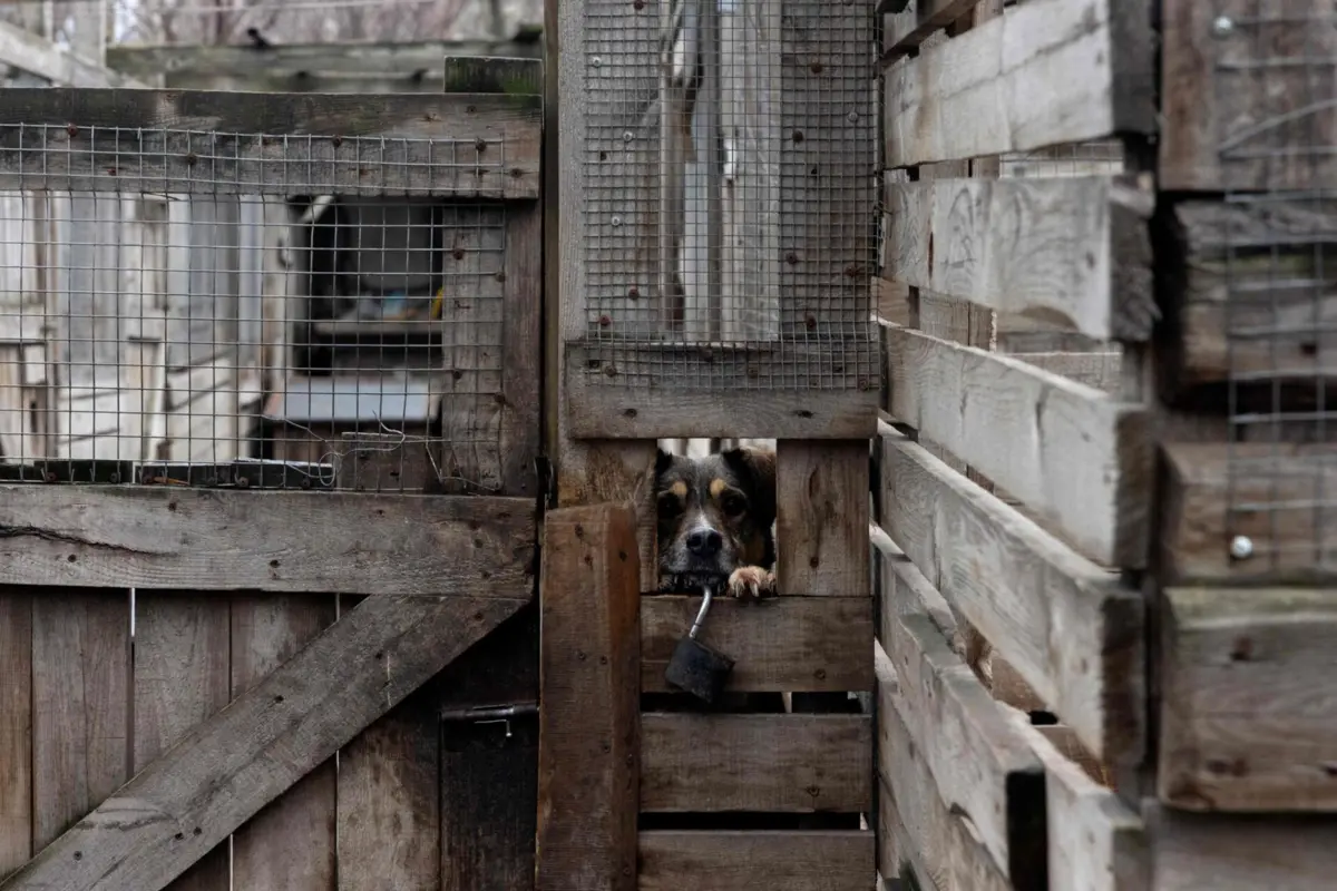 Imagem de contexto do artigo Drone russo mata pelo menos sete cães num abrigo para animais