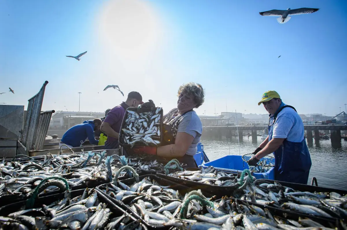 Imagem de contexto do artigo Pesca mata acidentalmente 200 mil aves marinhas por ano na Europa