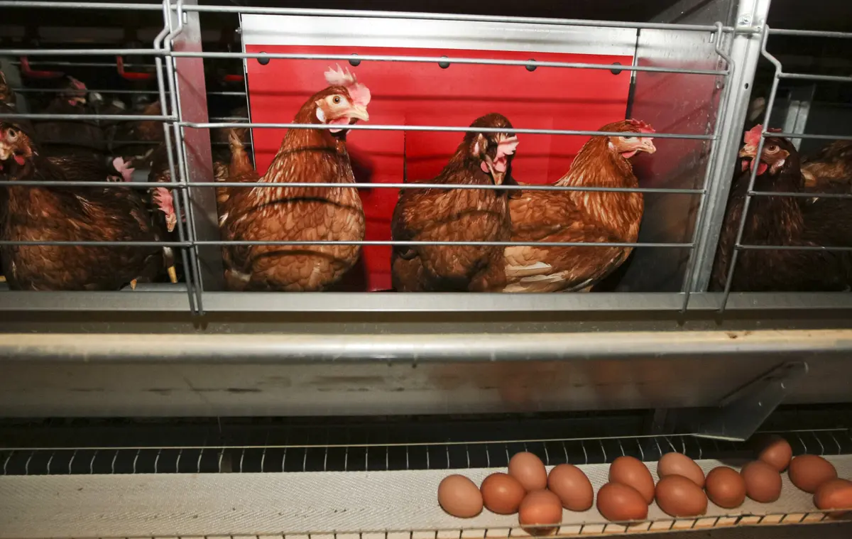 Entre os produtos abrangidos estão os ovos e as aves de capoeira