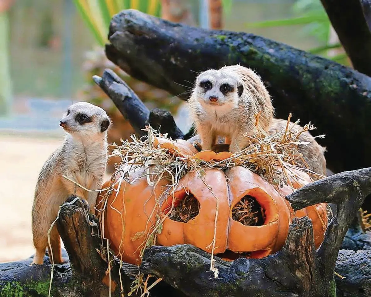 Visitas guiadas alusivas ao Halloween no Zoo de Lisboa