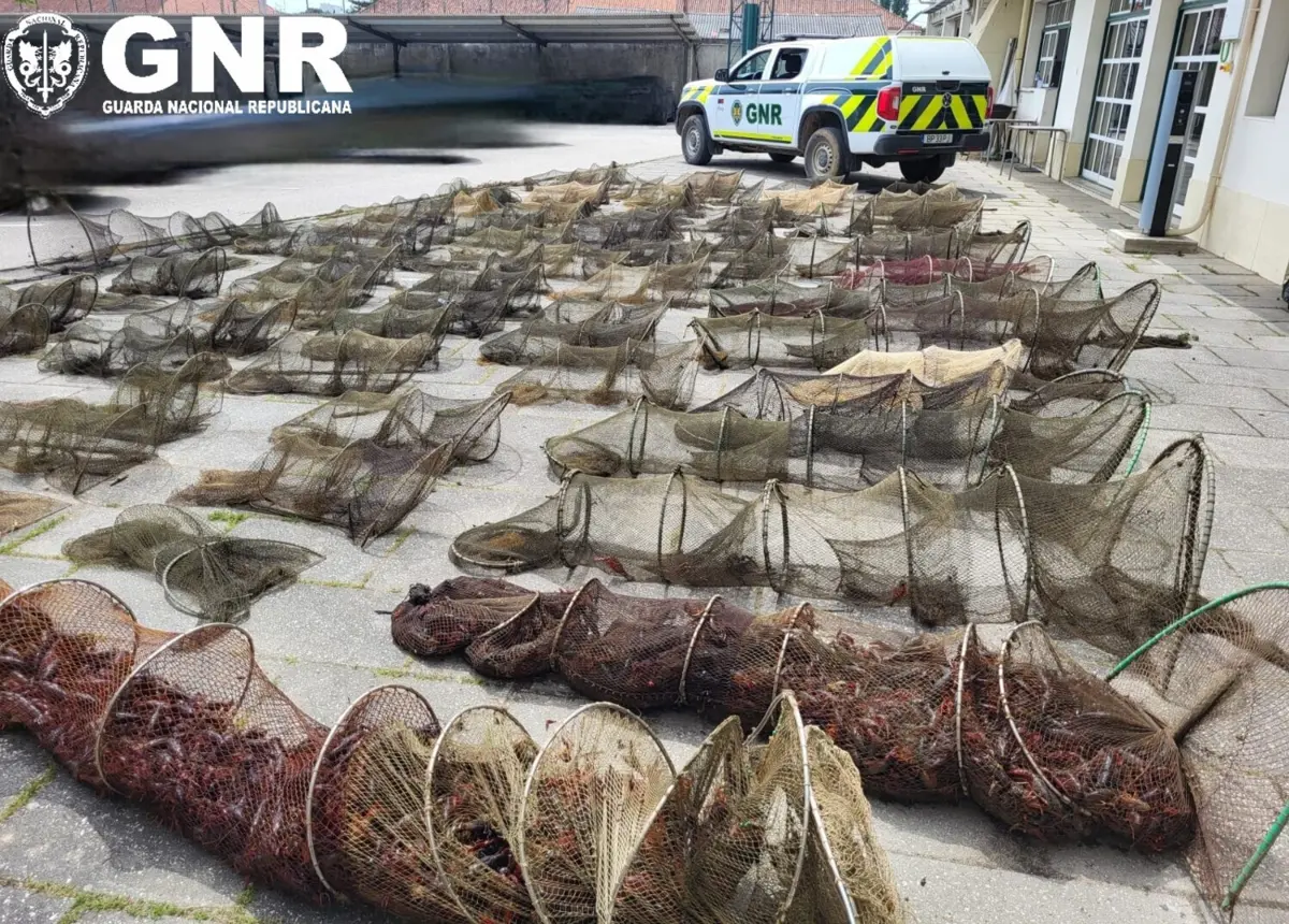 Nassas estavam fora dos locais delimitados para a pesca profissional