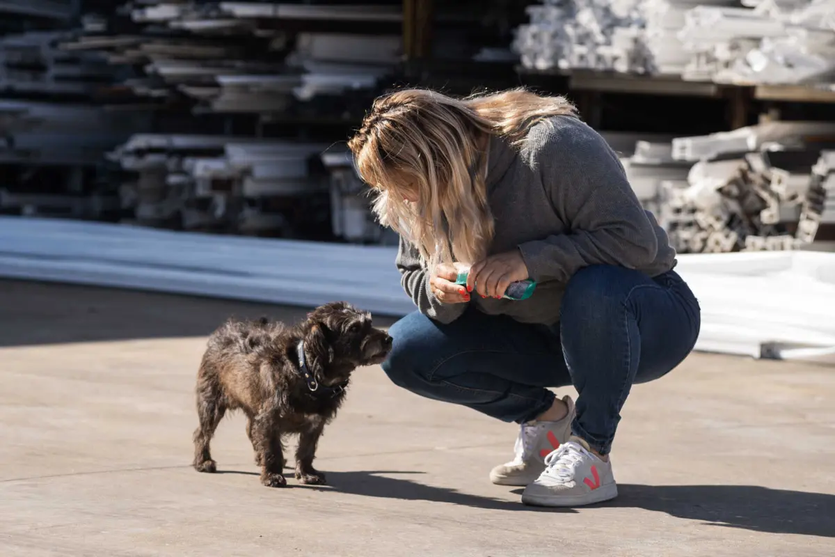 PAN quer regime de faltas justificadas ao trabalho por motivo de morte ou assistência a animal de companhia
