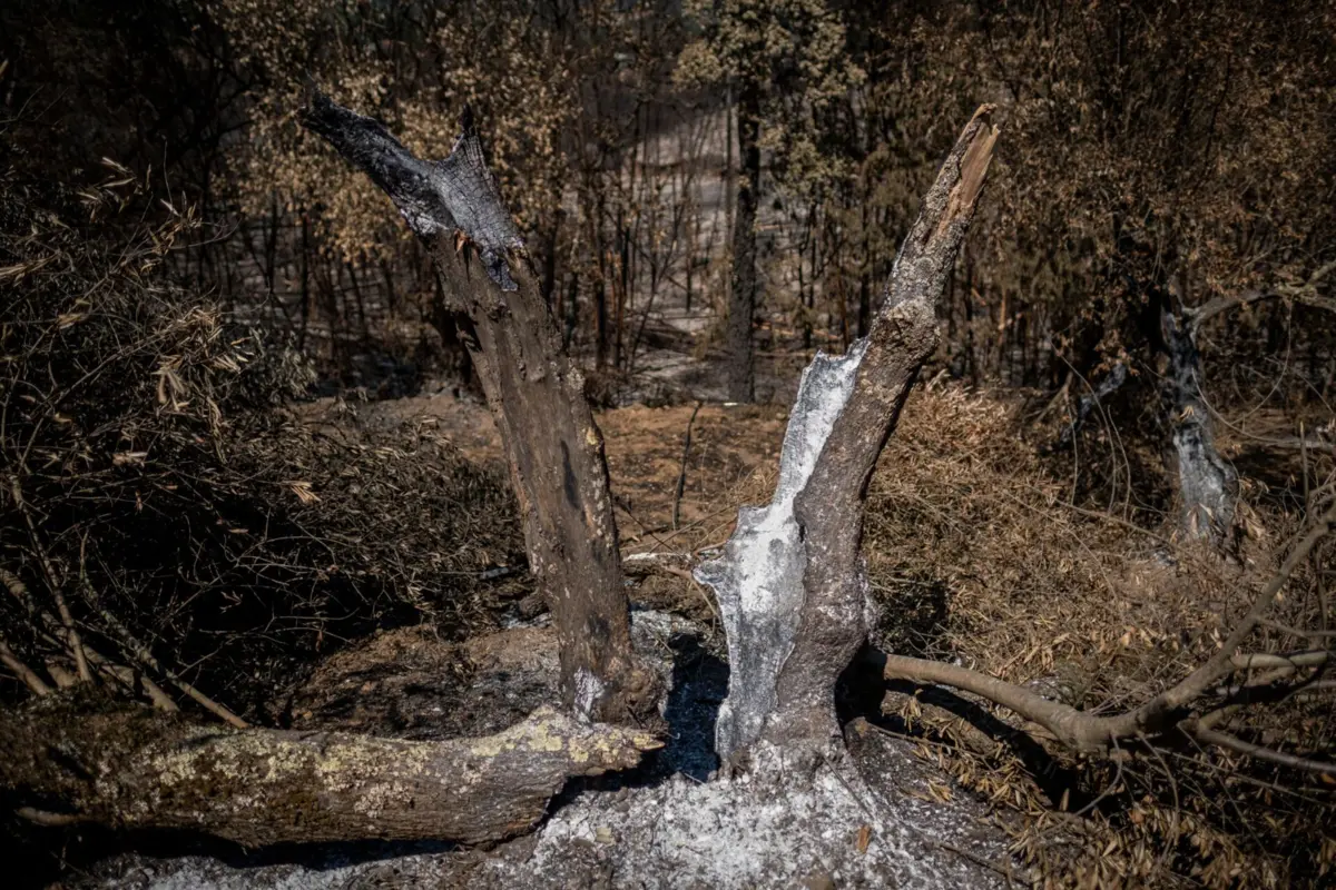 Em sete territórios, impacto dos incêndios foi particularmente severo, segundo a ministra do Ambiente