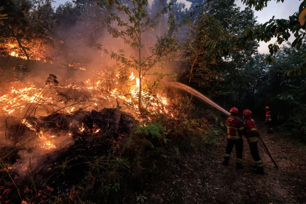 Imagem de contexto do artigo Frente "completamente incontrolável" progride em pinhal em Vila Pouca de Aguiar