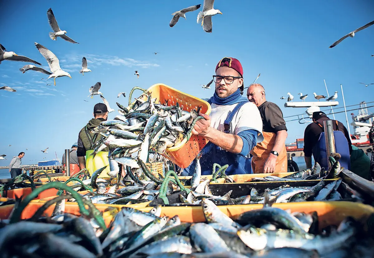 Quando a sardinha é grande, são 12 a 14 peças por quilo. Neste momento, chegam a ser 32 peças por quilo