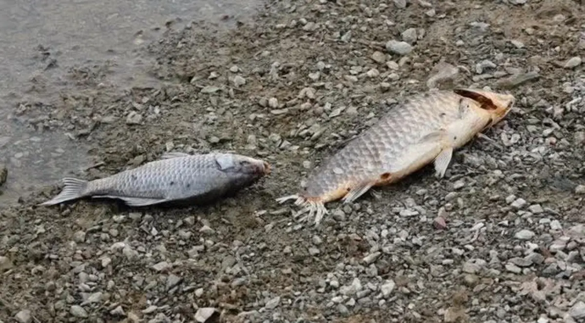 Dezenas de peixes mortos são da mesma espécie e da mesma dimensão.