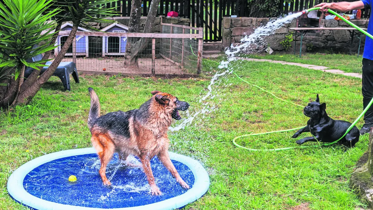 Há mais hotéis para animais mas procura está sempre a crescer