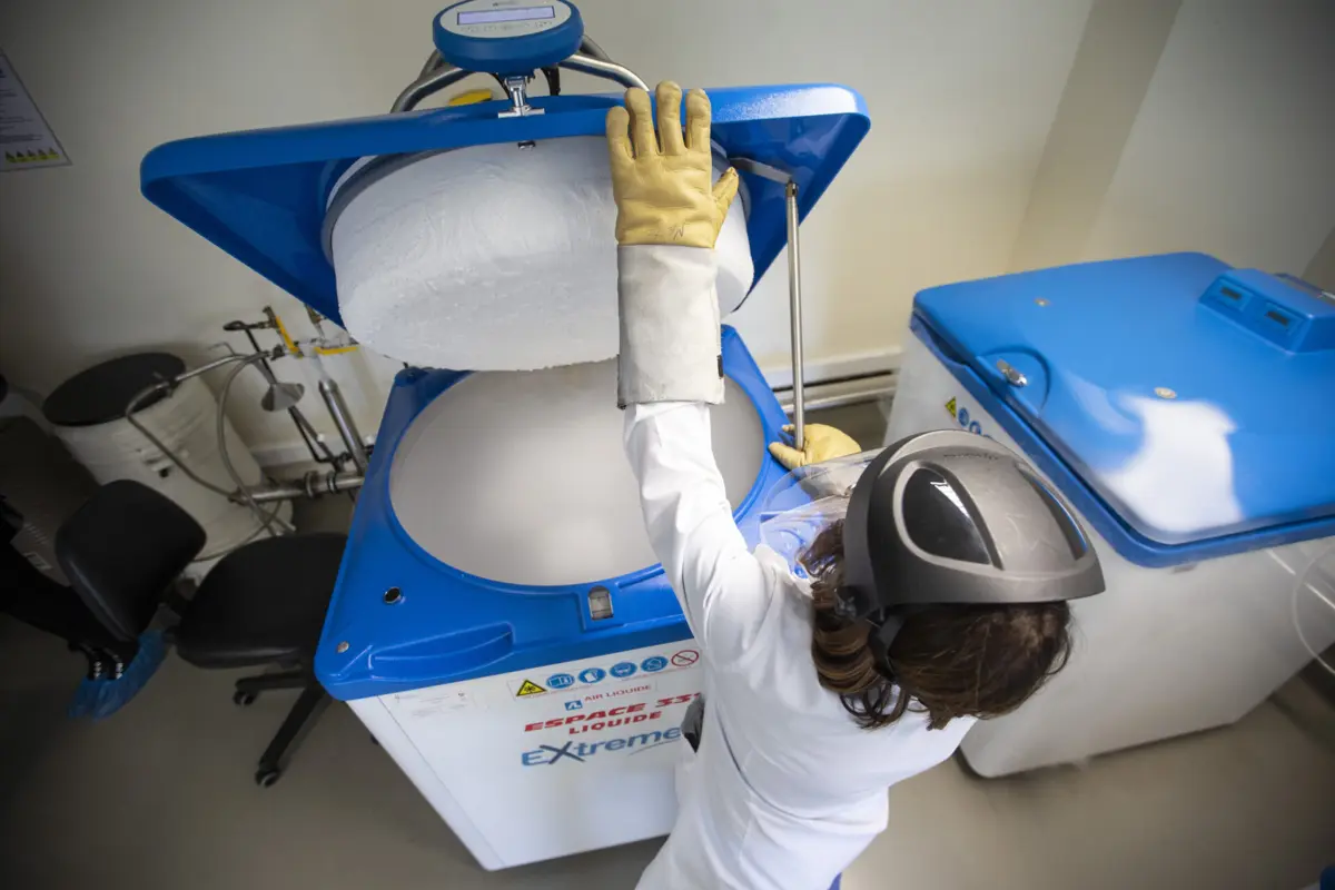 Em causa está a destruição de "algumas centenas" de embriões doados sob anonimato