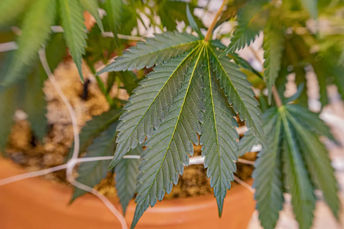 Estufa tinha sistemas de aquecimento e circulação de ar