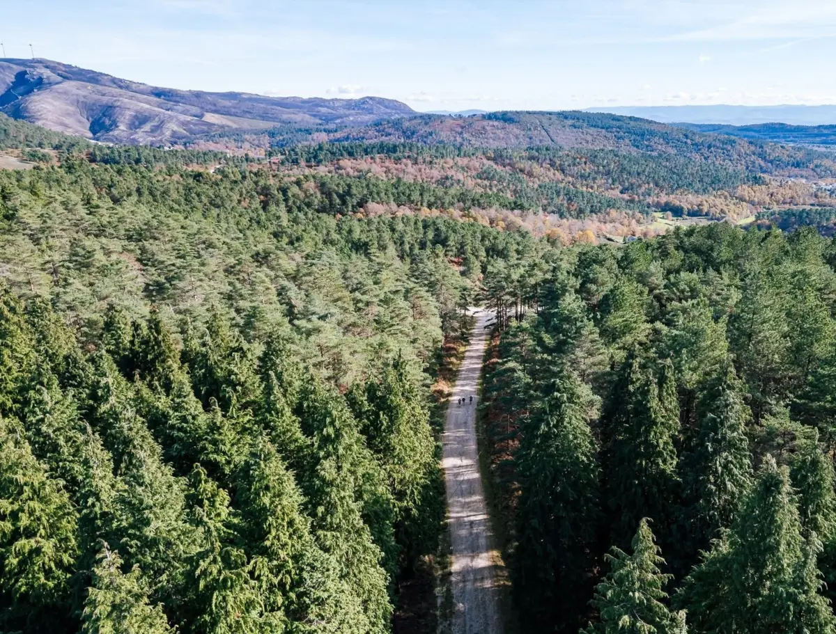 Organizada a plantação de 13 mil árvores, no próximo sábado, na Serra do Alvão
