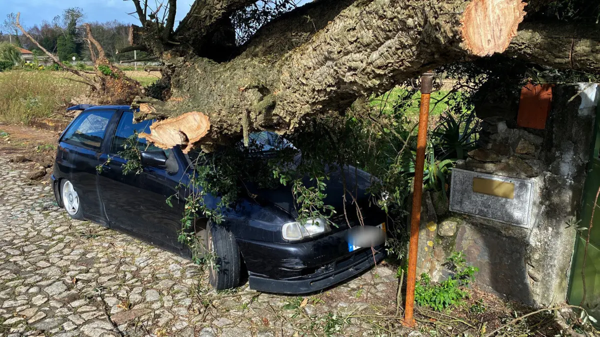 Imagem de contexto do artigo Queda de árvores danifica carros em Barcelos e Esposende