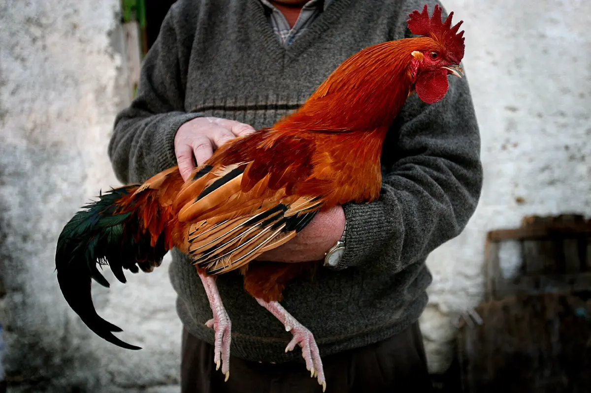 Mais de 840 focos de gripe das aves foram detetados na Europa, entre outubro de 2024 e janeiro de 2025