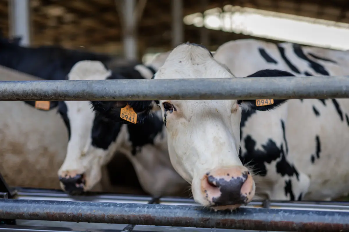 Para a Fenalac, o elo mais fraco da cadeia de produção é sempre o produtor